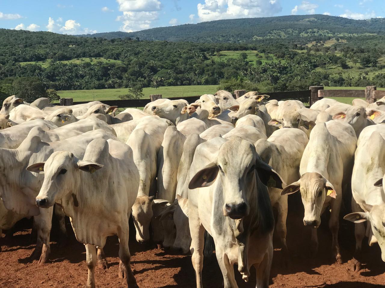 Agrodefesa abre segunda etapa da Declaração de Rebanho a partir de sábado (1º/11) em Goiás